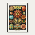 Søpunge 1904 - Ascidiae - Plakat – billede 1