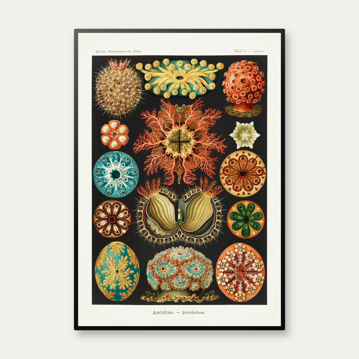 Søpunge 1904 - Ascidiae - Plakat – billede 1