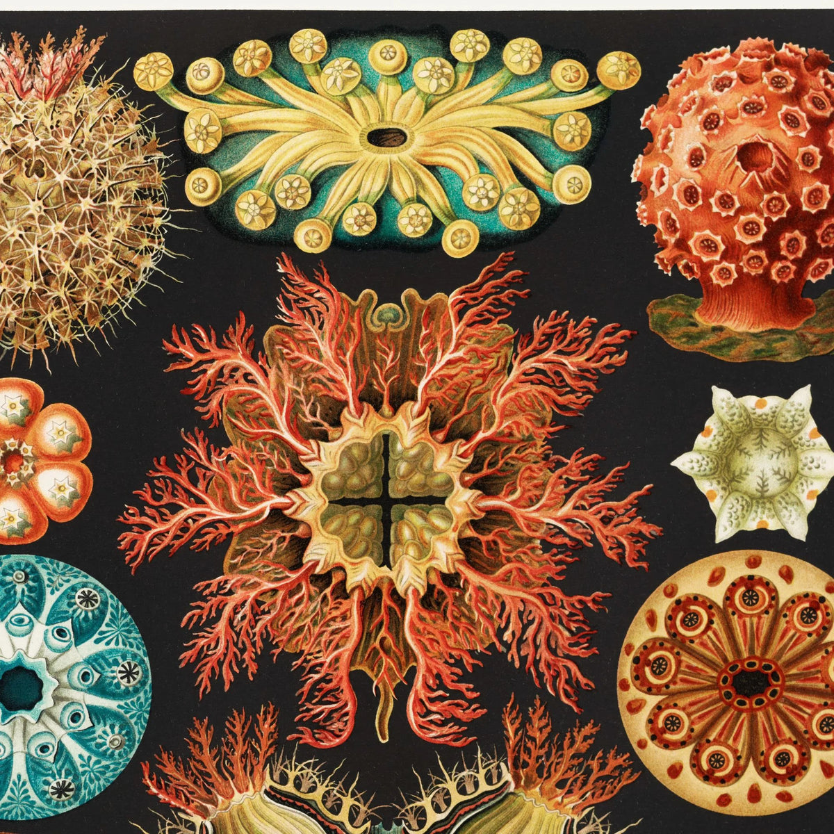 Søpunge 1904 - Ascidiae - Plakat – billede 4
