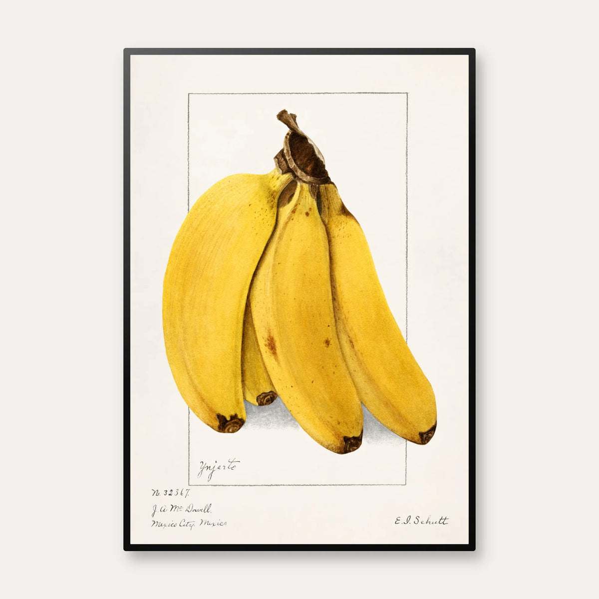 Bananer 1904 - Plakat – billede 1