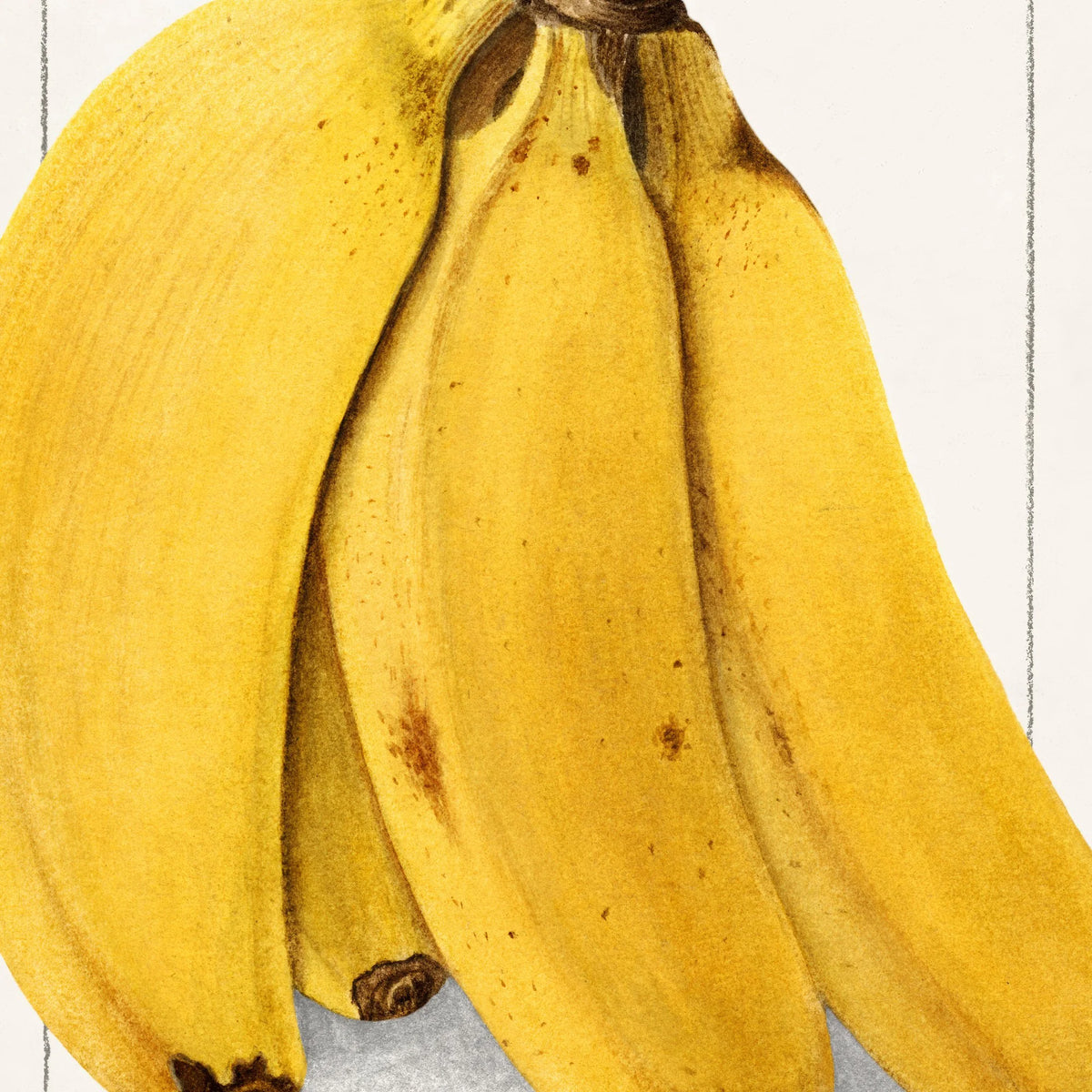Bananer 1904 - Plakat – billede 4