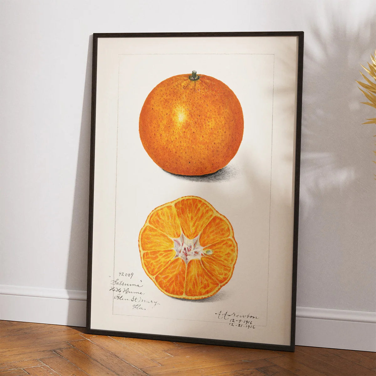 Appelsin - Citrus Sinensis - Amanda A. Newton - 1916 – billede 2