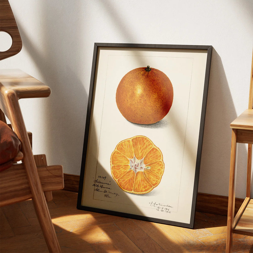 Appelsin - Citrus Sinensis - Amanda A. Newton - 1916 – billede 3