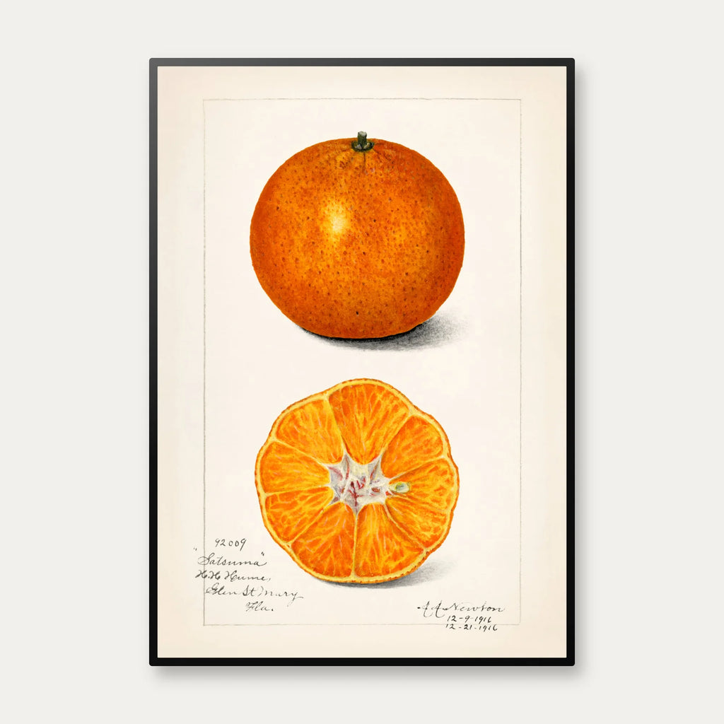 Appelsin - Citrus Sinensis - Amanda A. Newton - 1916 – billede 1