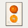 Appelsin - Citrus Sinensis - Amanda A. Newton - 1916 – billede 1