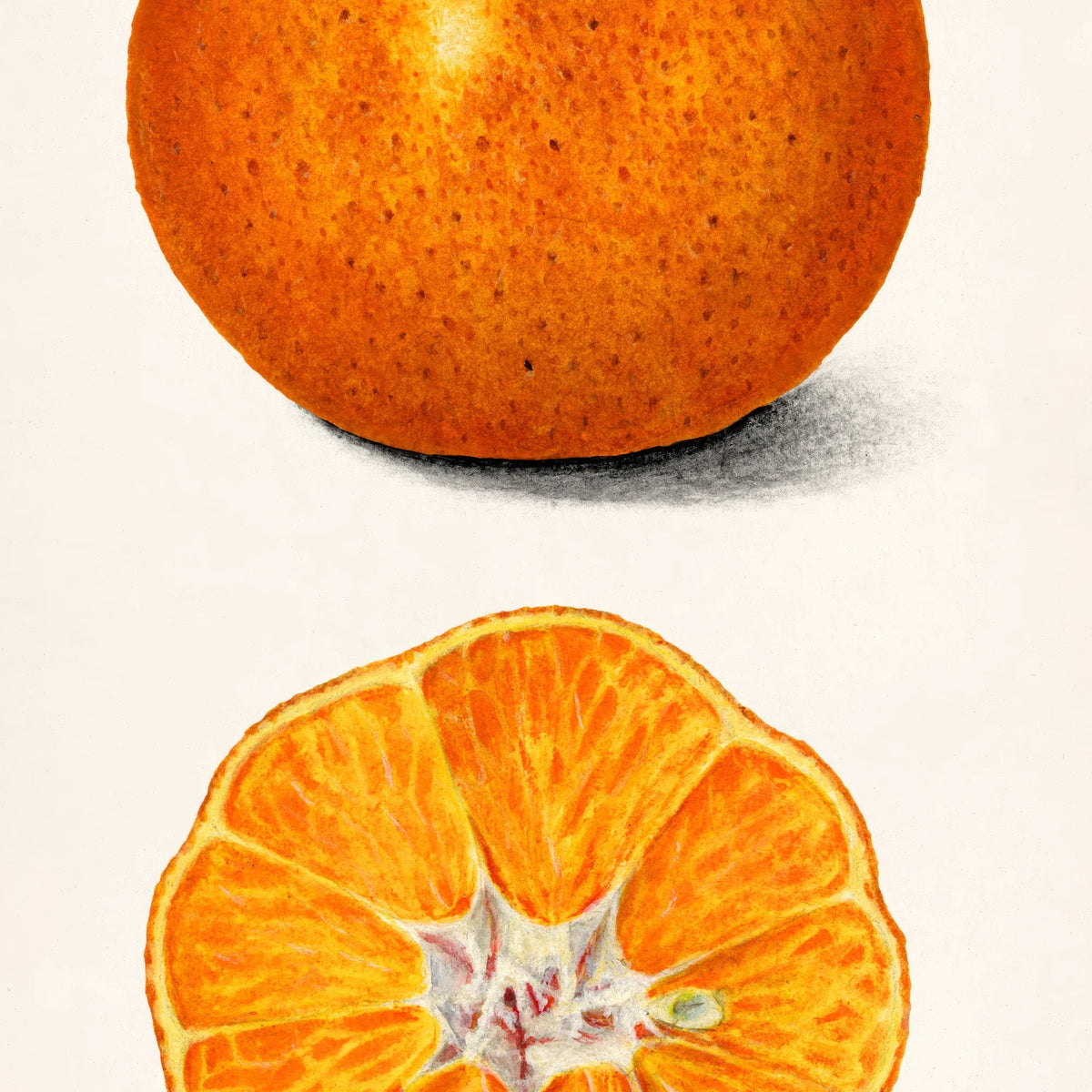 Appelsin - Citrus Sinensis - Amanda A. Newton - 1916 – billede 4