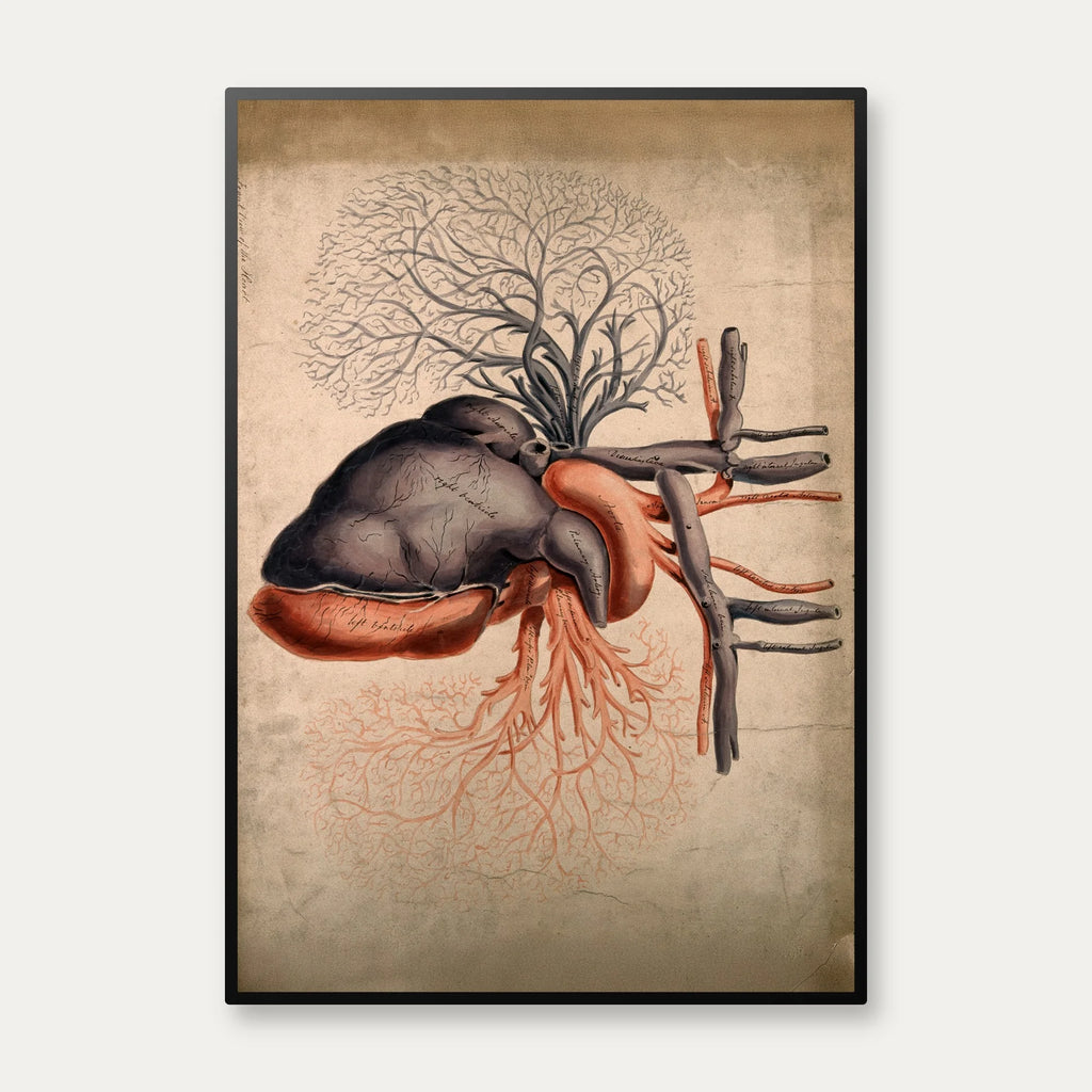 Hjertet med arterier - 1800-tallet – billede 1