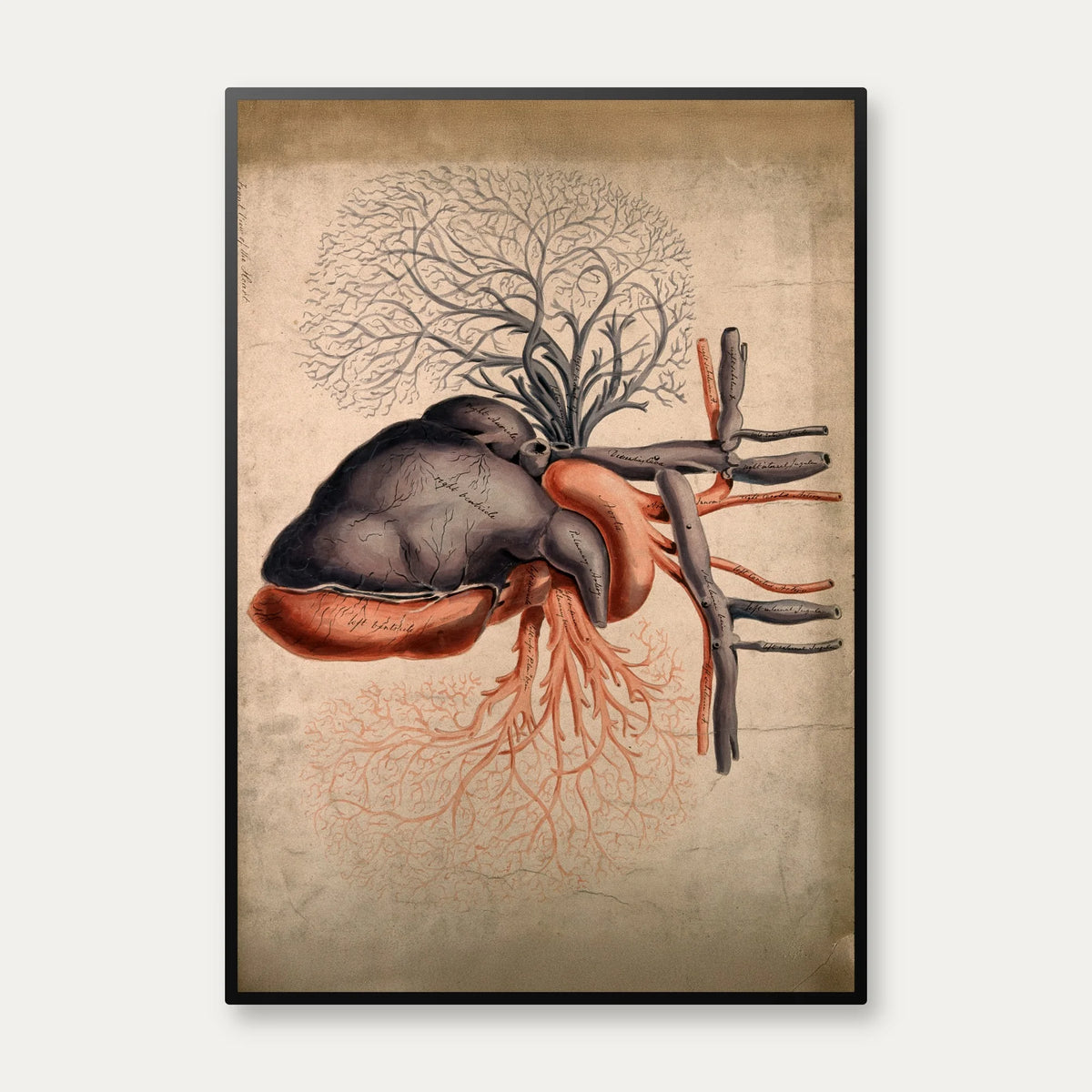 Hjertet med arterier - 1800-tallet – billede 1