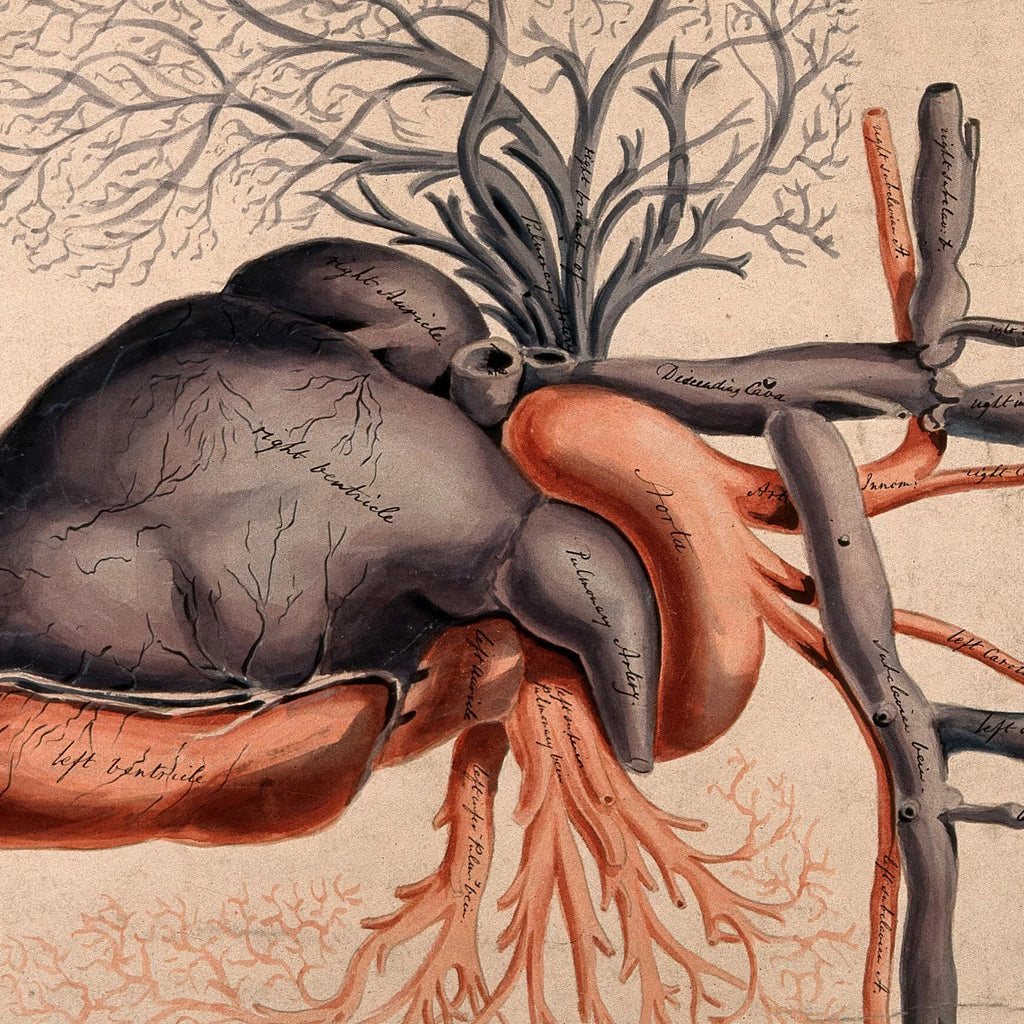 Hjertet med arterier - 1800-tallet – billede 4