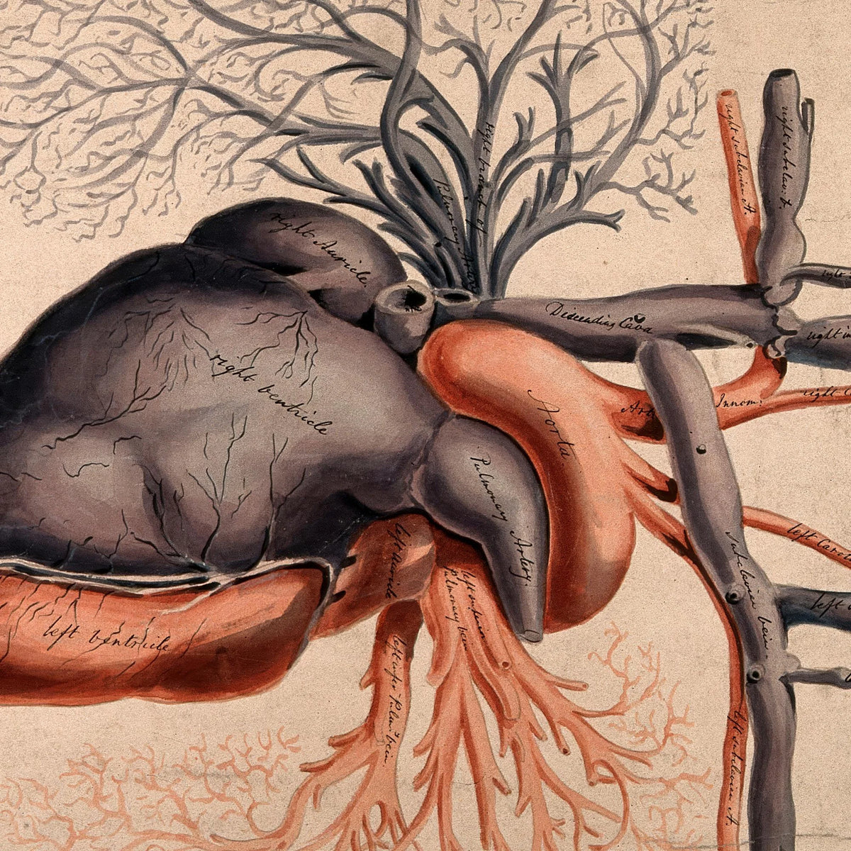 Hjertet med arterier - 1800-tallet – billede 4