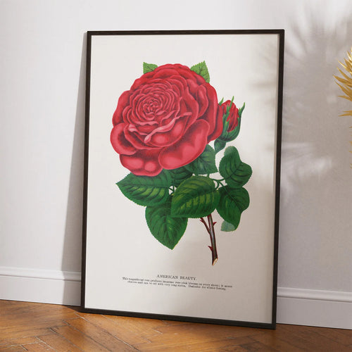 American Beauty - rød rose - 1900 – billede 2