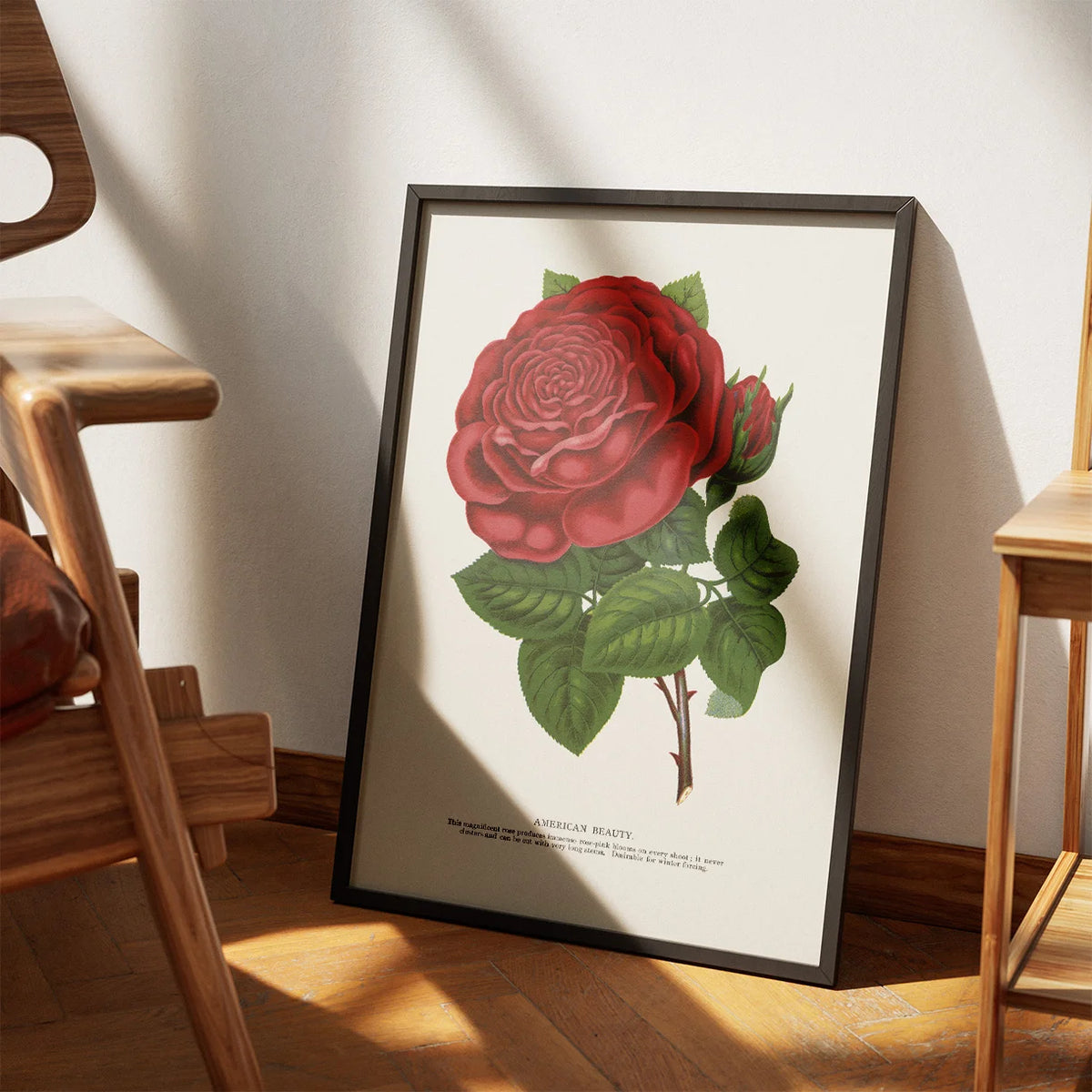 American Beauty - rød rose - 1900 – billede 3