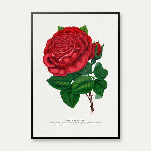 American Beauty - rød rose - 1900 – billede 1
