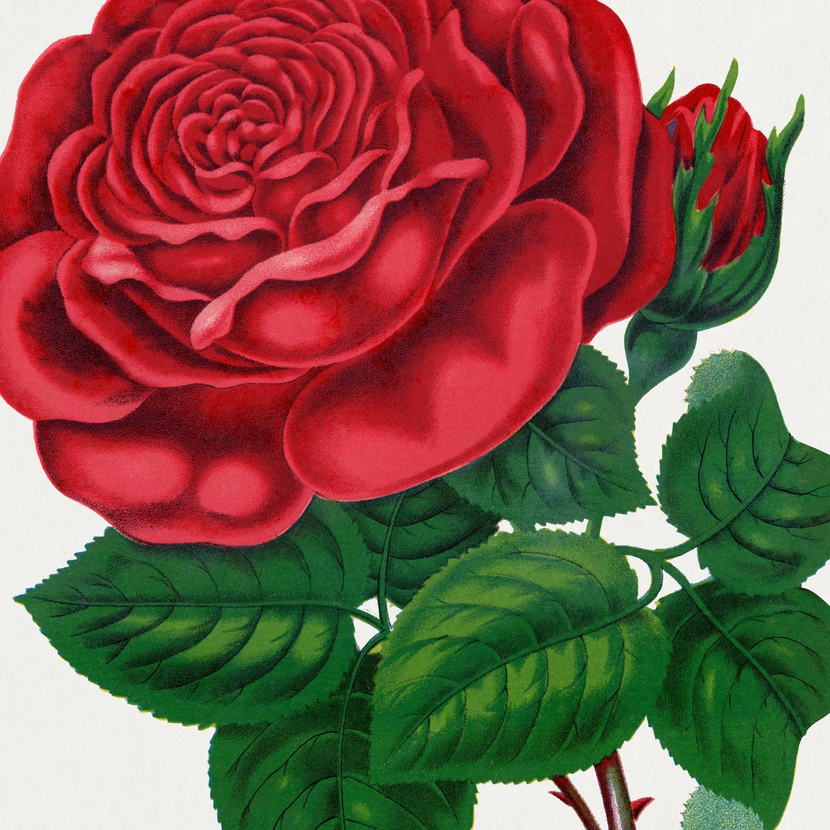 American Beauty - rød rose - 1900 – billede 4