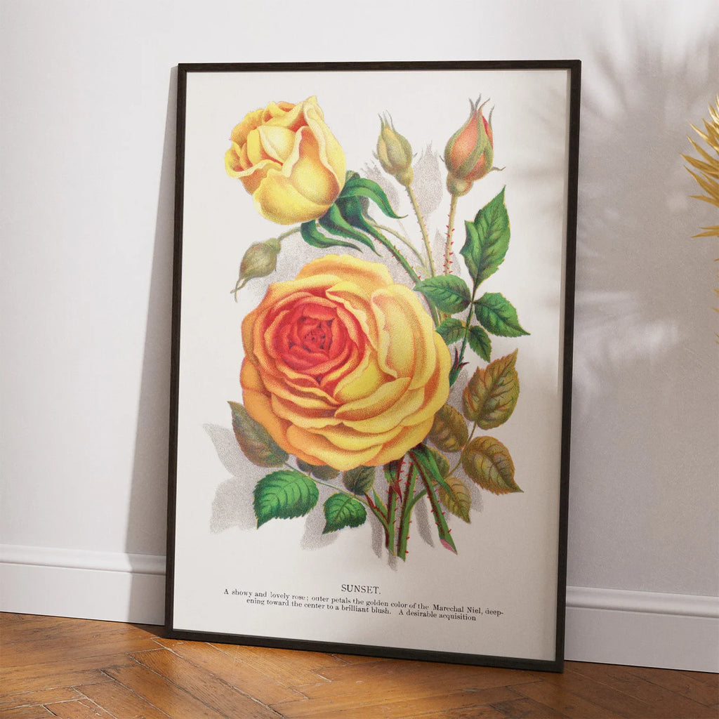 Gul rose - botanisk litografi - 1900 – billede 2