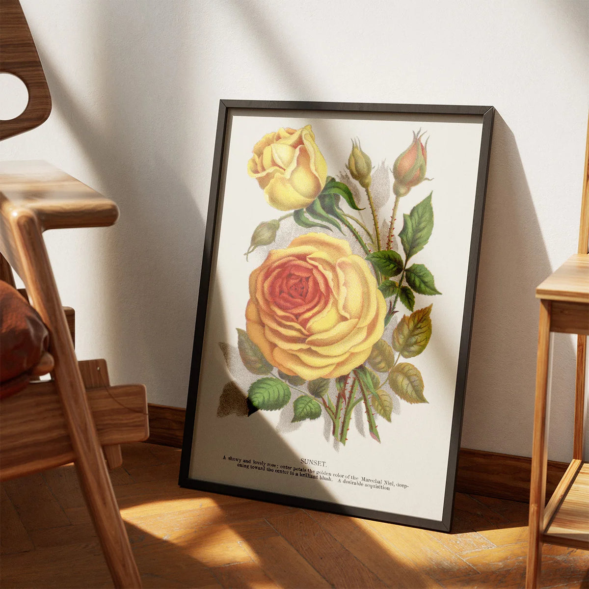 Gul rose - botanisk litografi - 1900 – billede 3