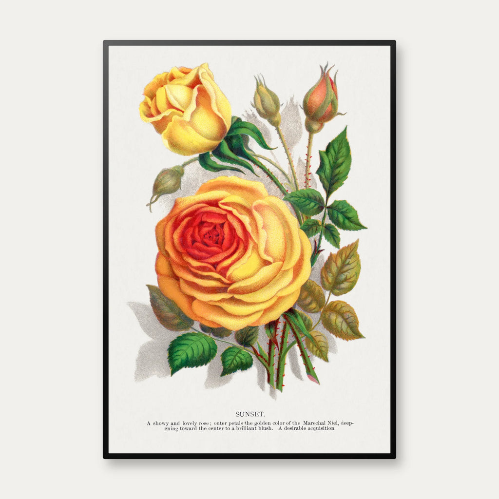 Gul rose - botanisk litografi - 1900 – billede 1