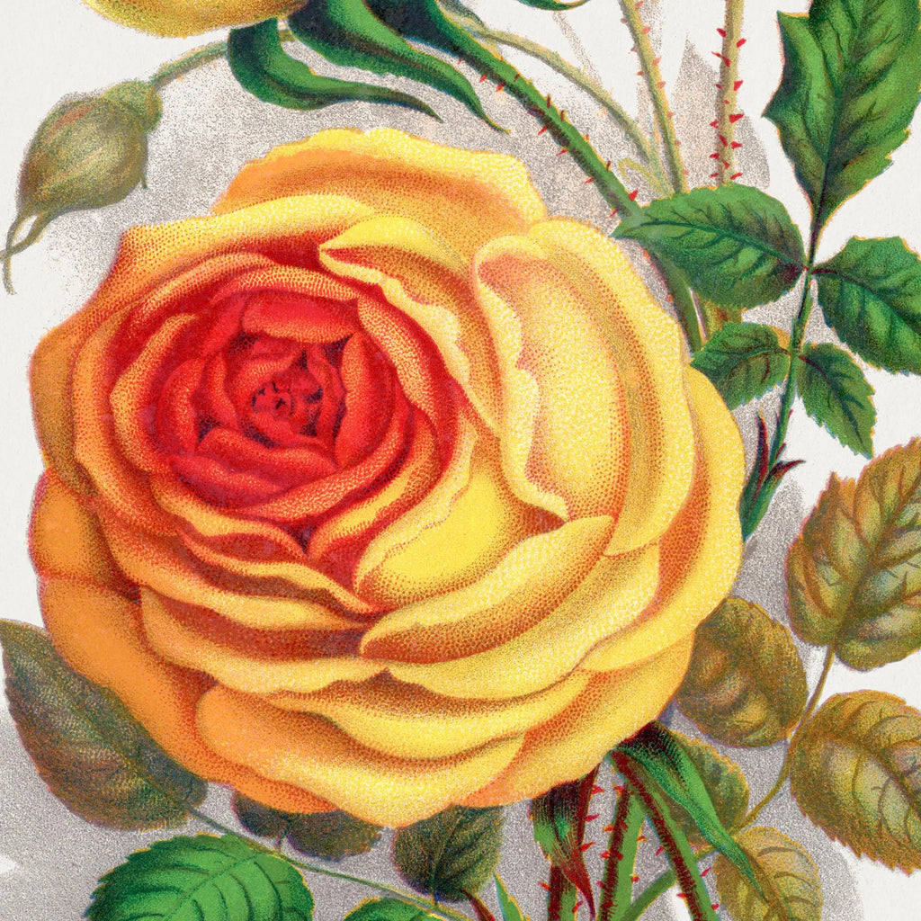 Gul rose - botanisk litografi - 1900 – billede 4