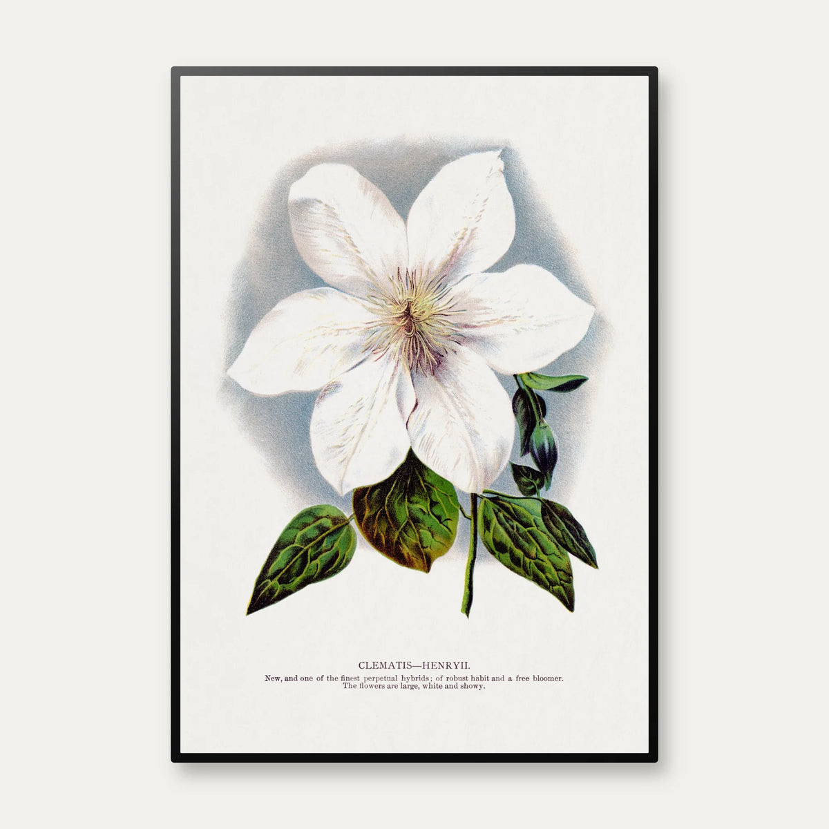 Clematis blomst - hvid botanisk akvarel – billede 1