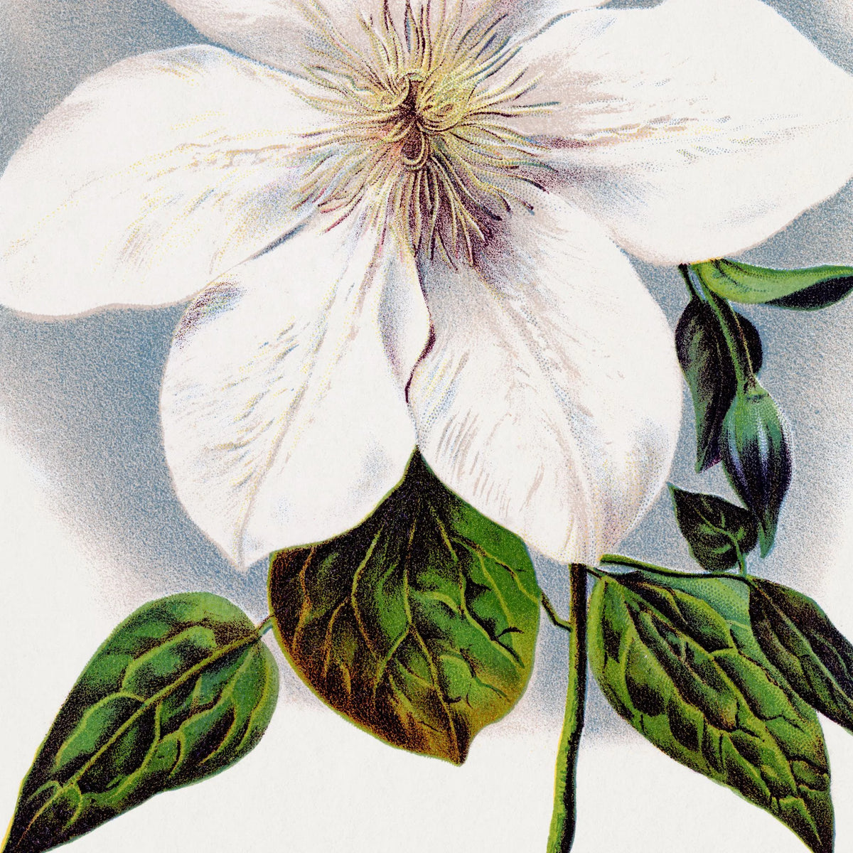 Clematis blomst - hvid botanisk akvarel – billede 4