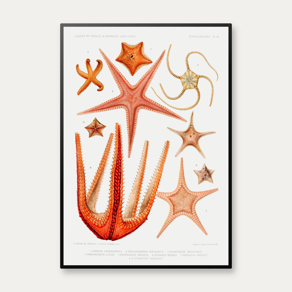 Søstjerner - Stjernefisk - vintage havillustration – billede 1