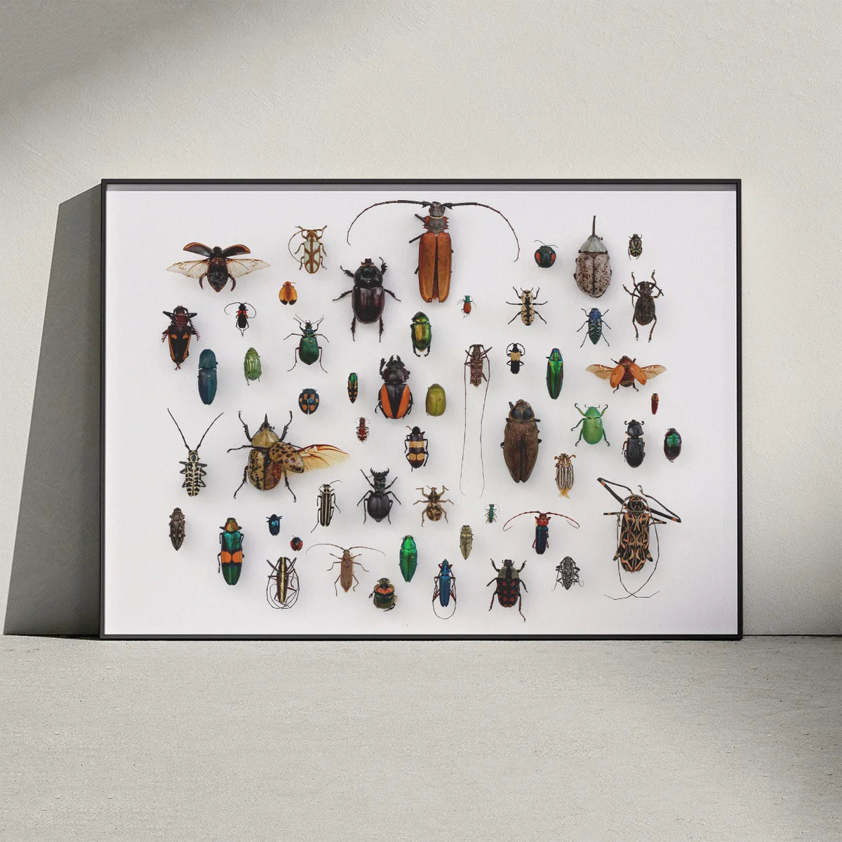 Insekter - llustration - University of Texas – billede 2