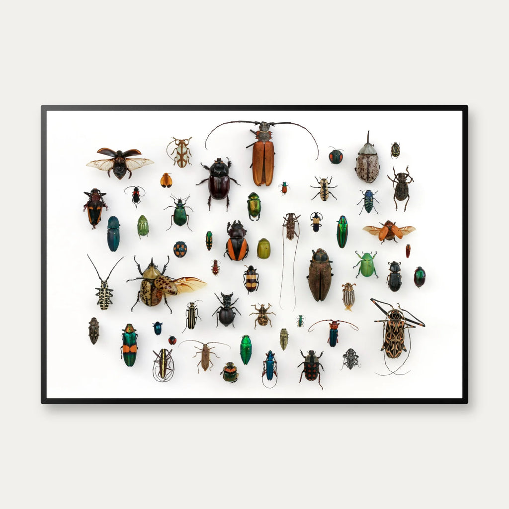 Insekter - llustration - University of Texas – billede 1