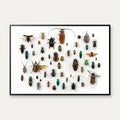 Insekter - llustration - University of Texas – billede 1