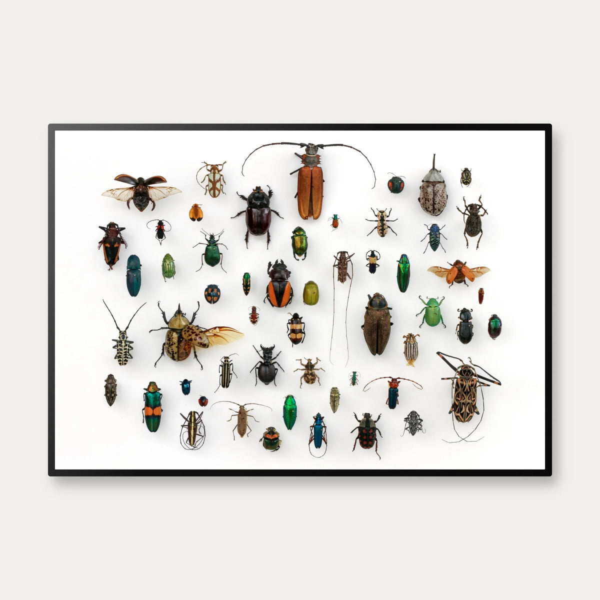 Insekter - llustration - University of Texas – billede 1