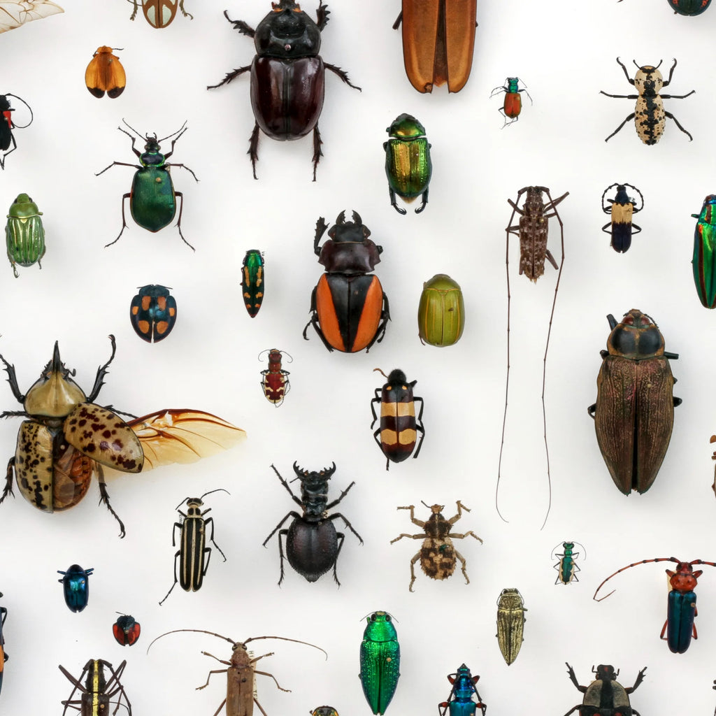 Insekter - llustration - University of Texas – billede 3