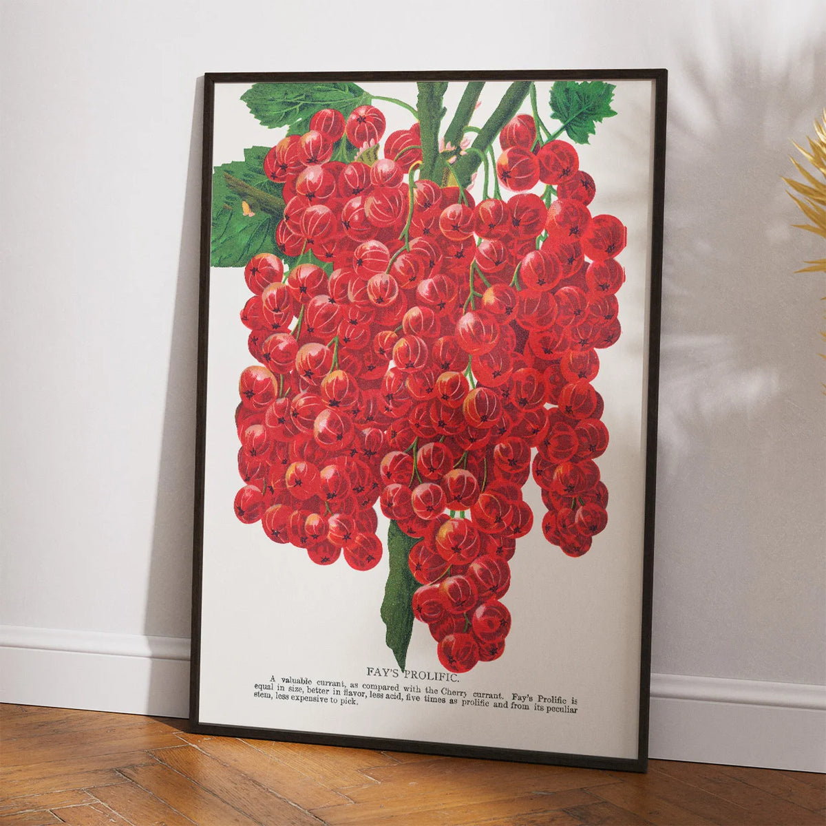 Ribs 1900 - Plakat – billede 2