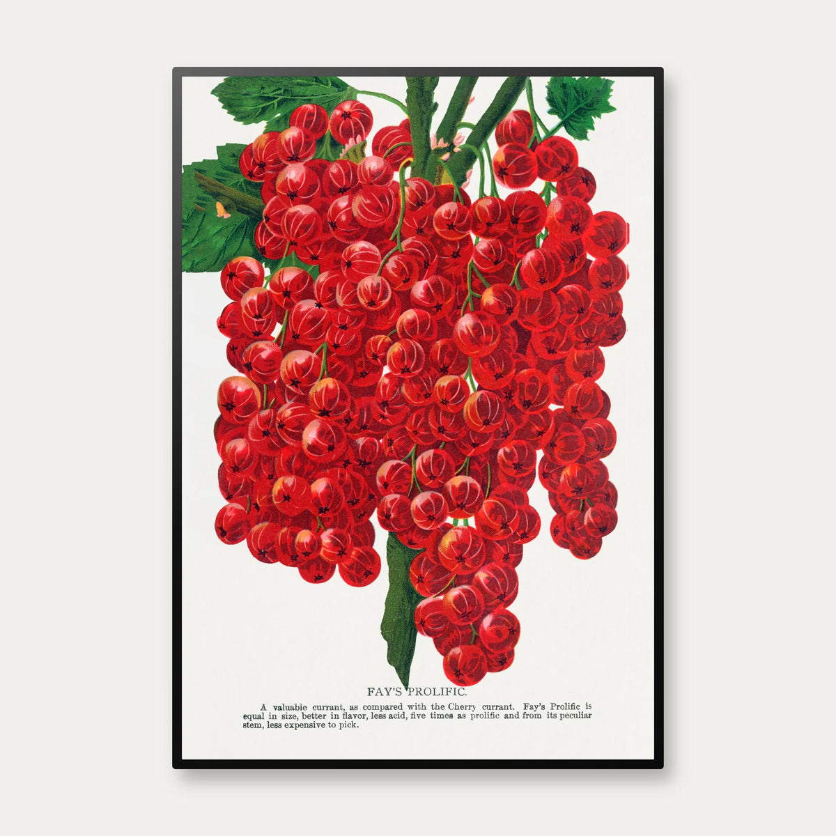 Ribs 1900 - Plakat – billede 1