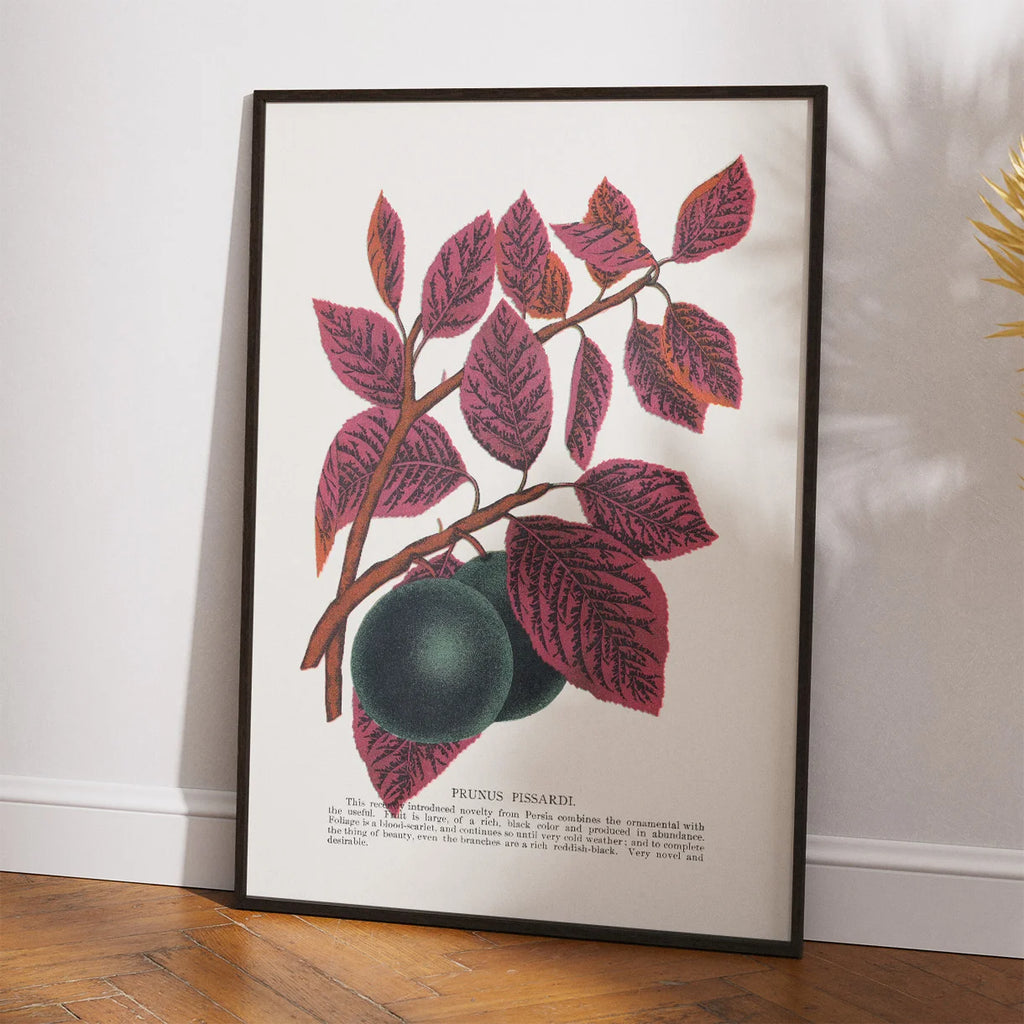Prunus Pissardi 1900 - Plakat – billede 2