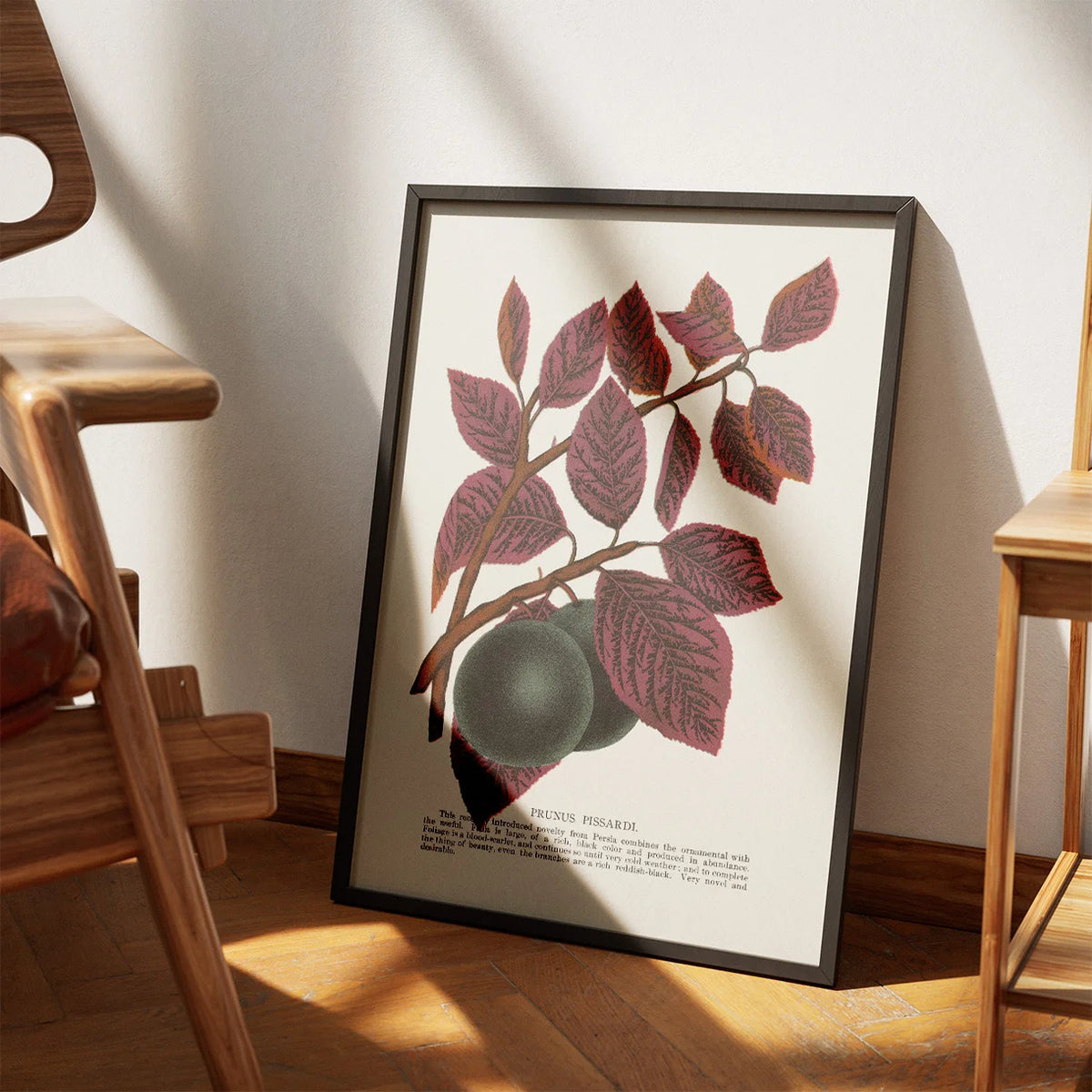 Prunus Pissardi 1900 - Plakat – billede 3