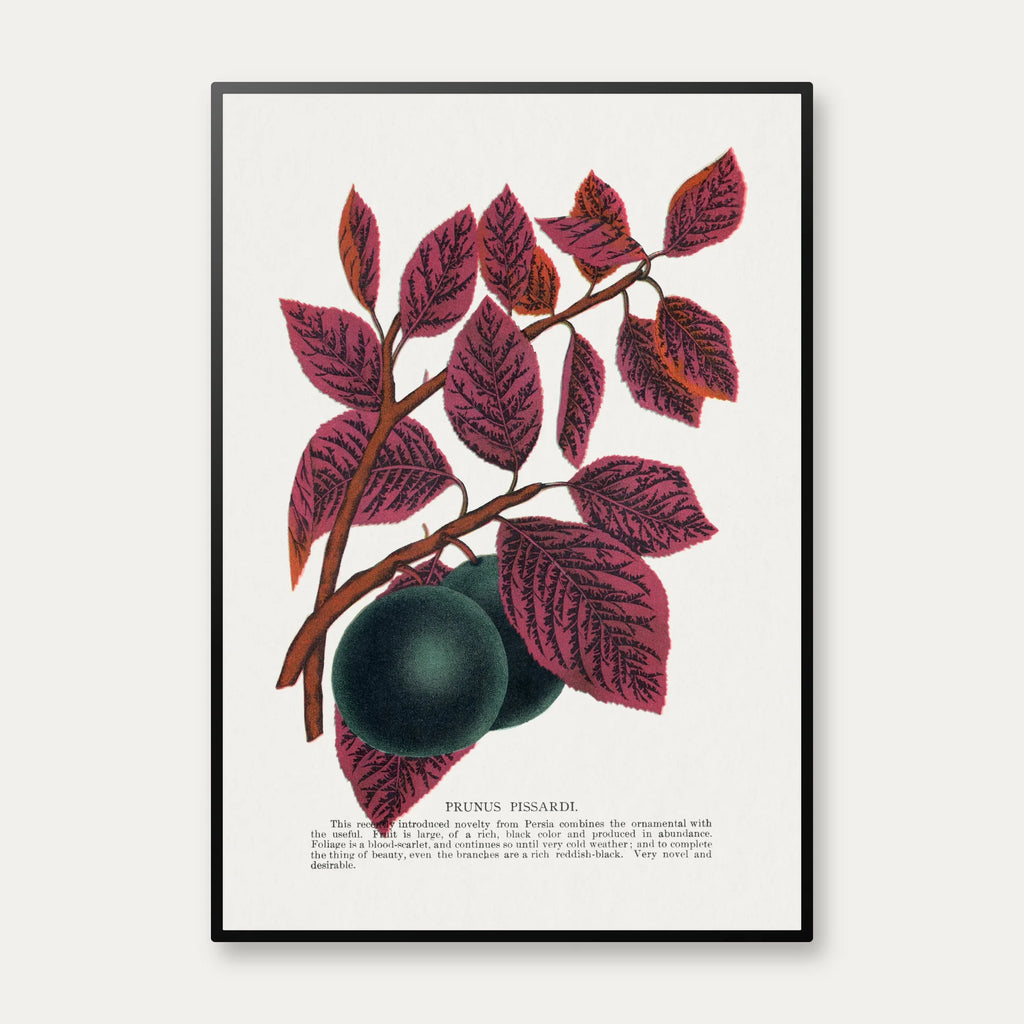Prunus Pissardi 1900 - Plakat – billede 1
