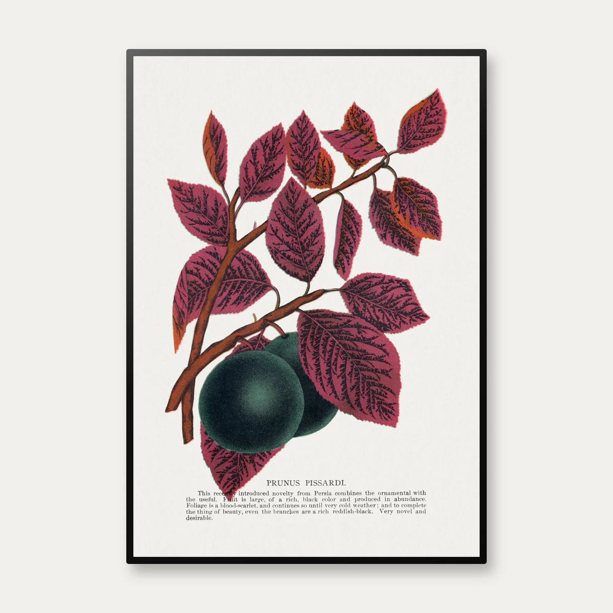 Prunus Pissardi 1900 - Plakat – billede 1