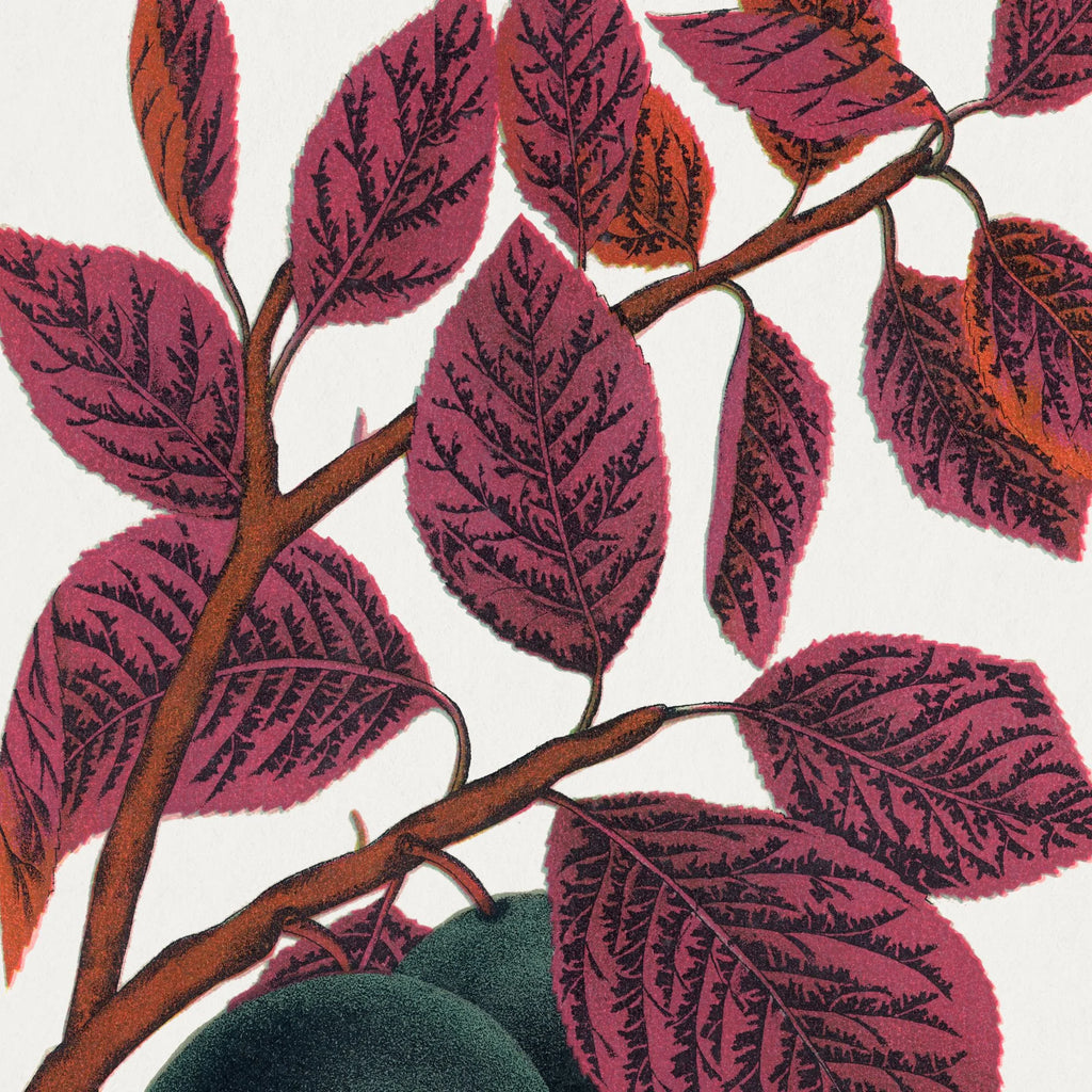 Prunus Pissardi 1900 - Plakat – billede 4