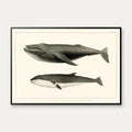 Pukkelhval og minke-hval - Biologi plakat - 1872 – billede 1