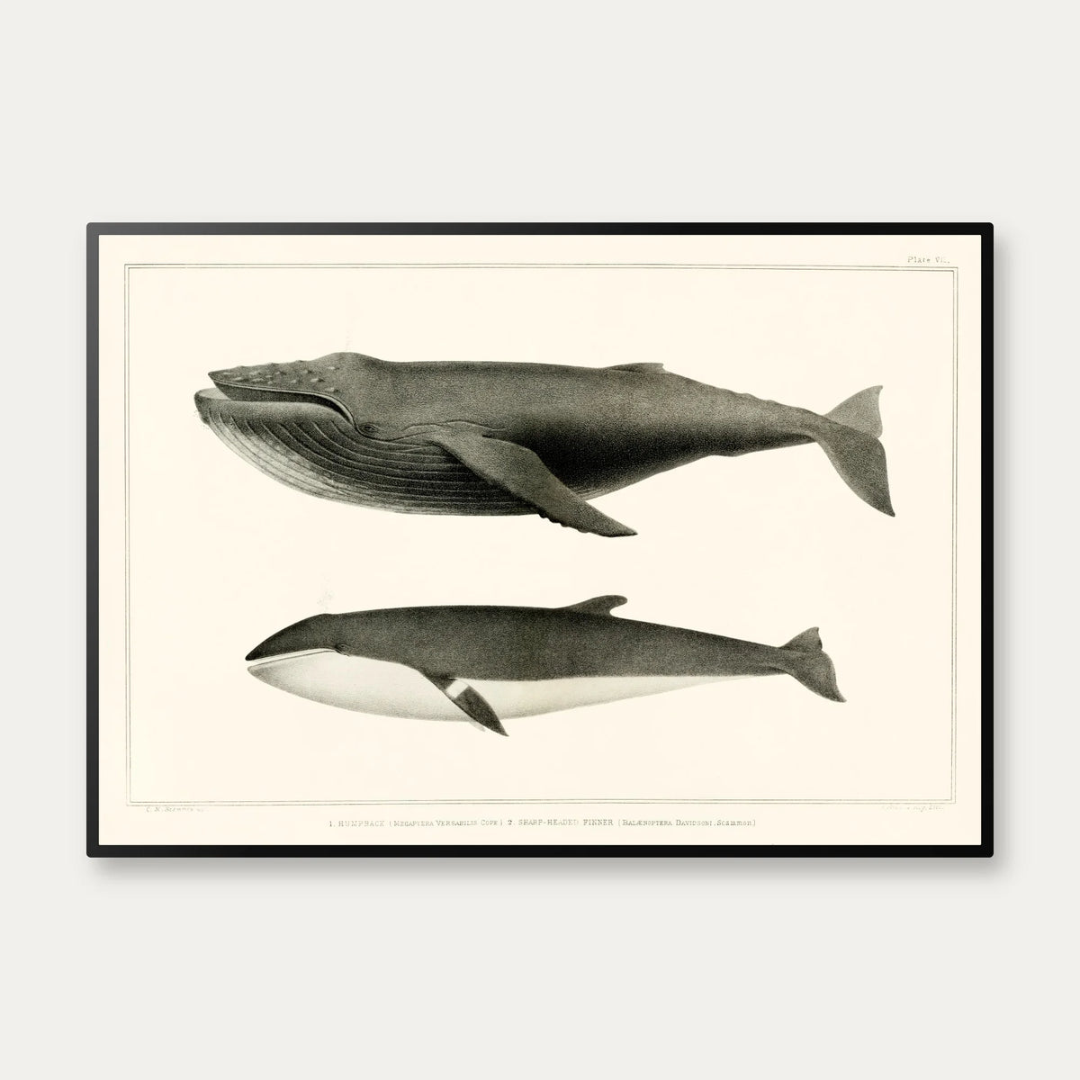 Pukkelhval og minke-hval - Biologi plakat - 1872 – billede 1