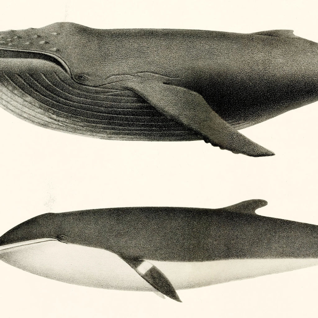 Pukkelhval og minke-hval - Biologi plakat - 1872 – billede 3