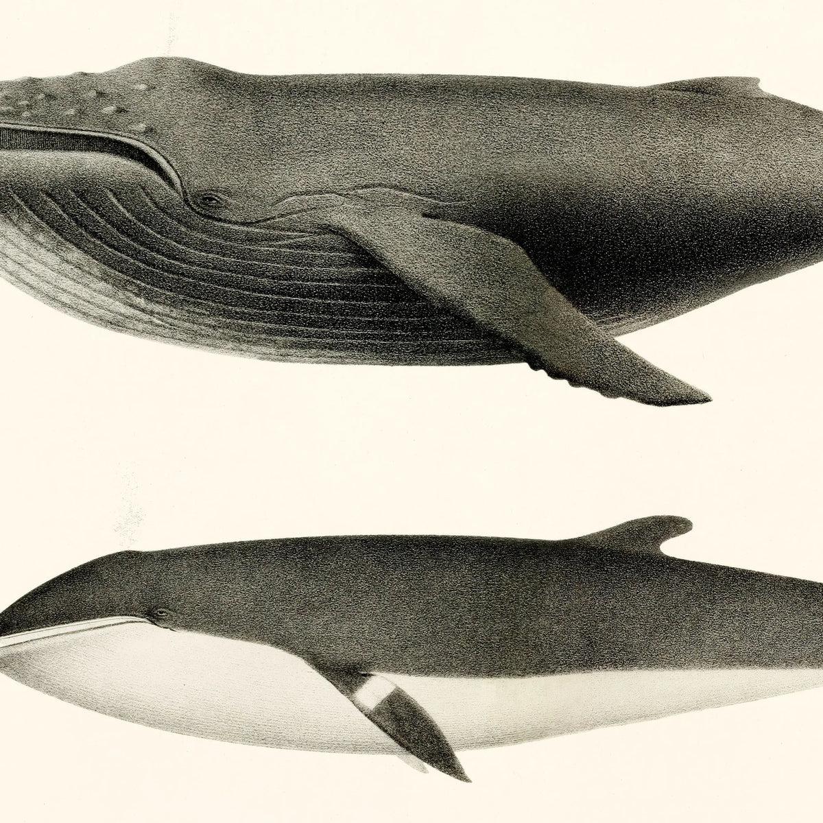 Pukkelhval og minke-hval - Biologi plakat - 1872 – billede 3