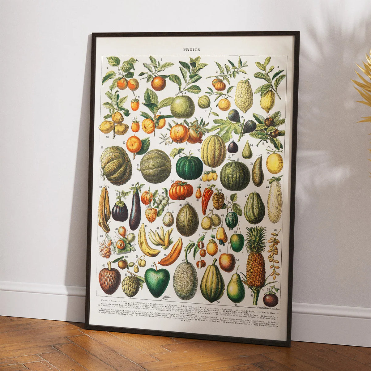 Frugt 1898 - Nouveau Larousse - Plakat – billede 2