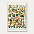 Frugt 1898 - Nouveau Larousse - Plakat – billede 1