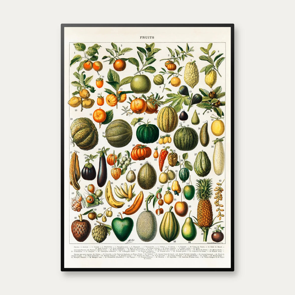 Frugt 1898 - Nouveau Larousse - Plakat – billede 1
