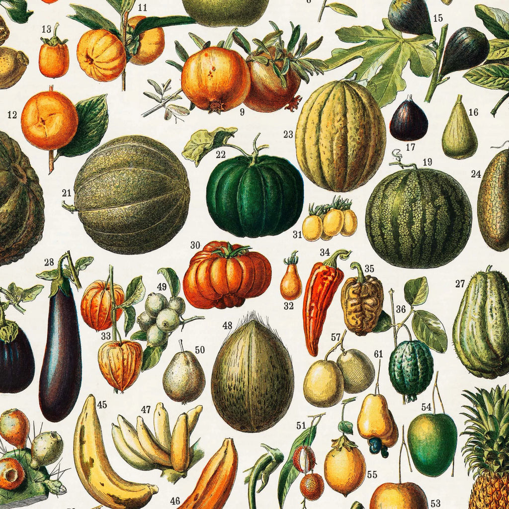 Frugt 1898 - Nouveau Larousse - Plakat – billede 4