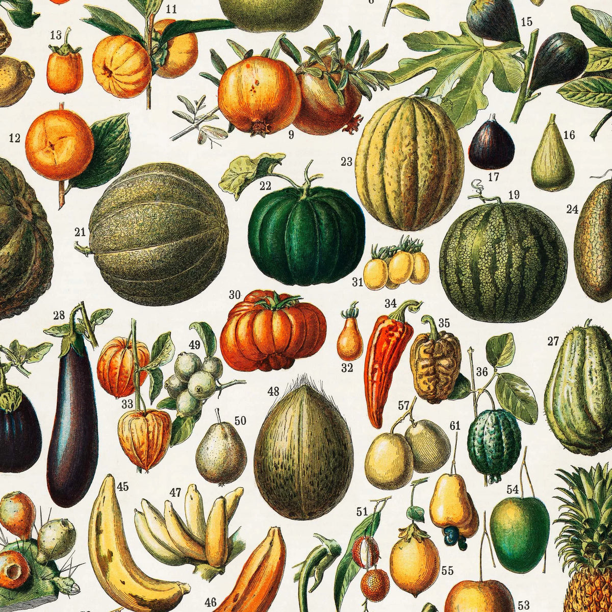 Frugt 1898 - Nouveau Larousse - Plakat – billede 4